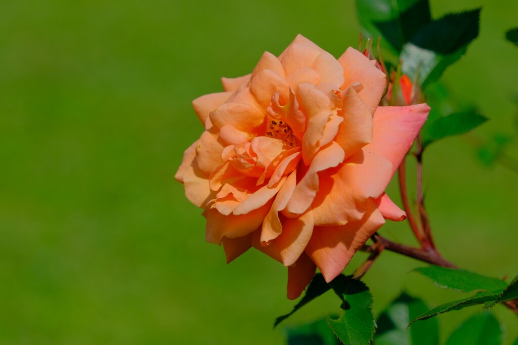 散歩の途中で。Ⅳ