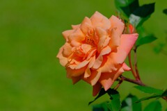 散歩の途中で。Ⅳ