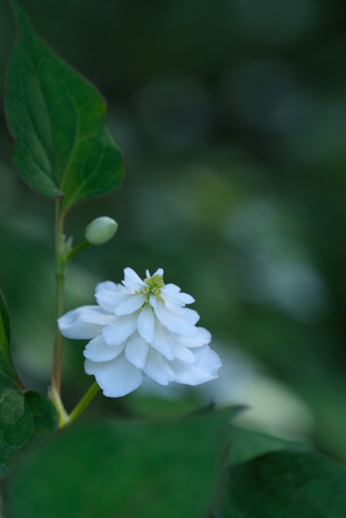 散歩の途中で。7