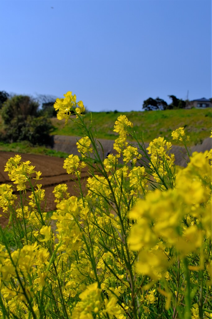 散歩の途中で。Ⅰ