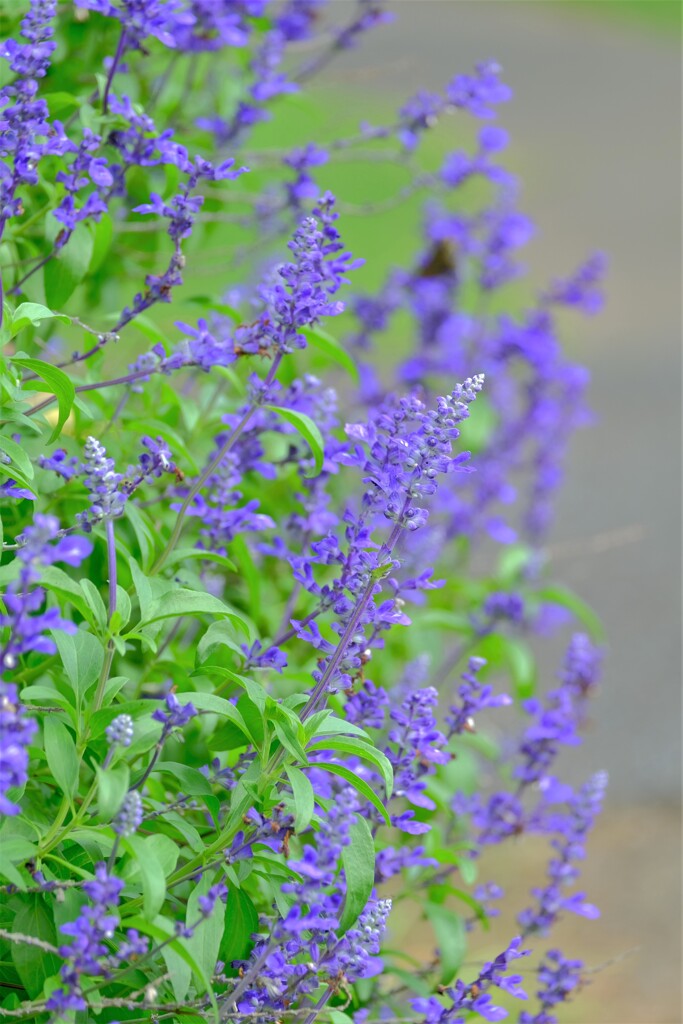 散歩の途中で。5