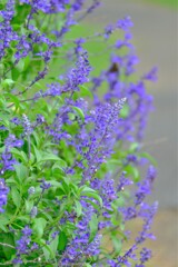 散歩の途中で。5