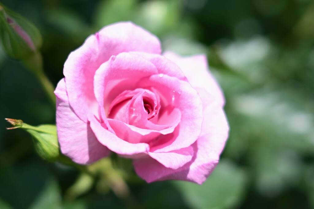 薔薇-2