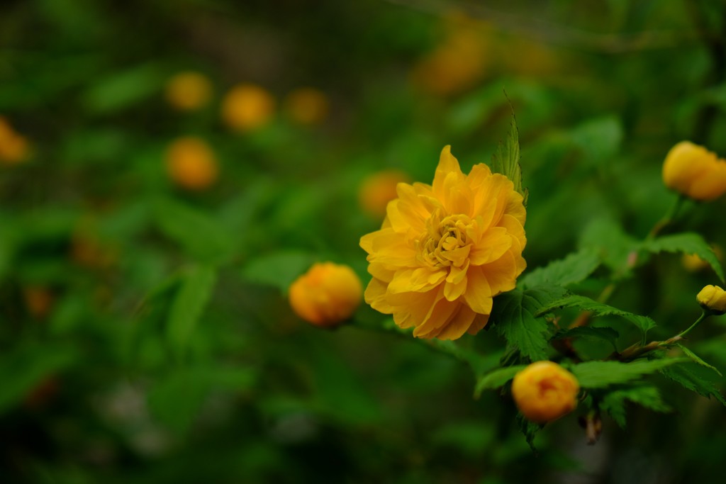 山吹
