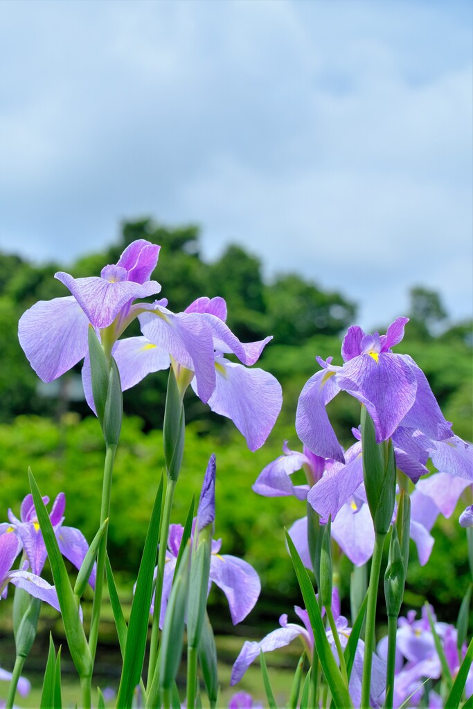 菖蒲-5