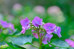 あじさい（６）