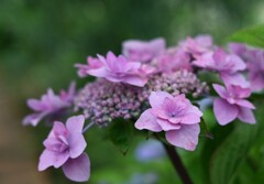 紫陽花-３