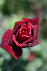 薔薇