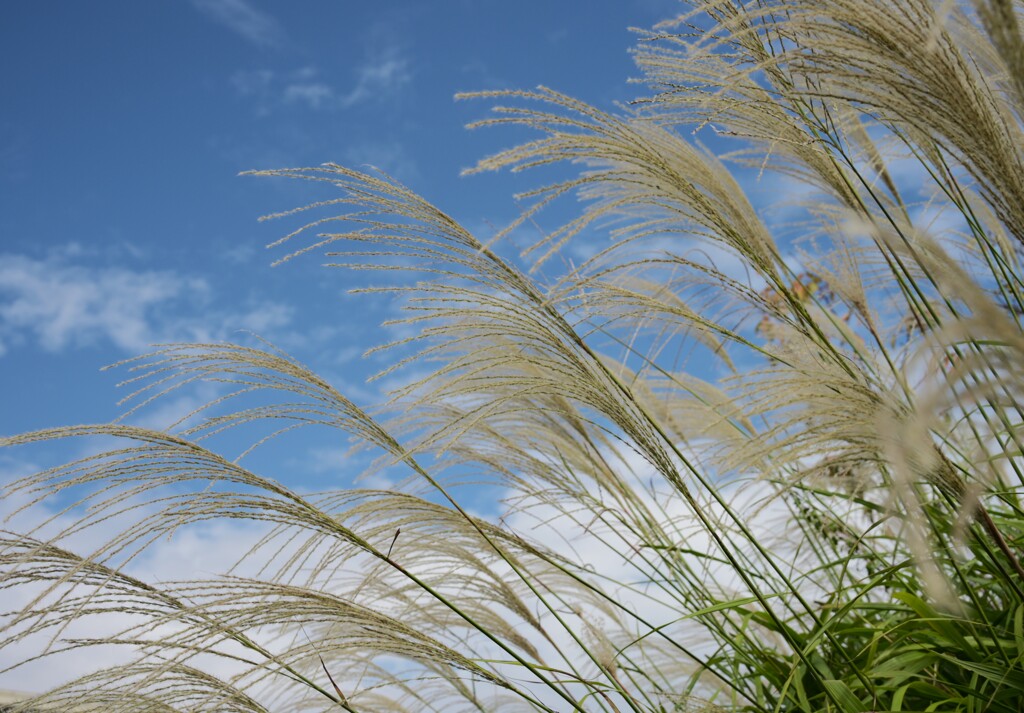 ススキ