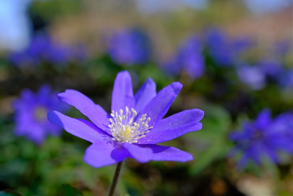 散歩の途中で。③