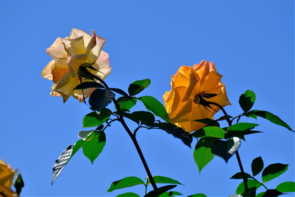 散歩の途中で。１