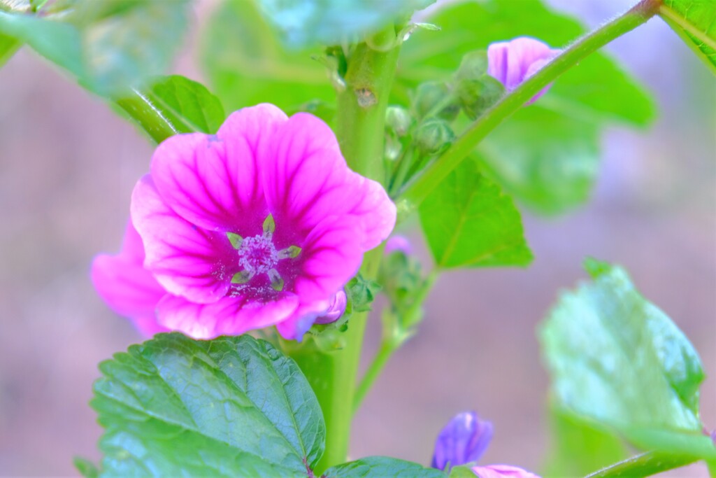 散歩の途中で。④