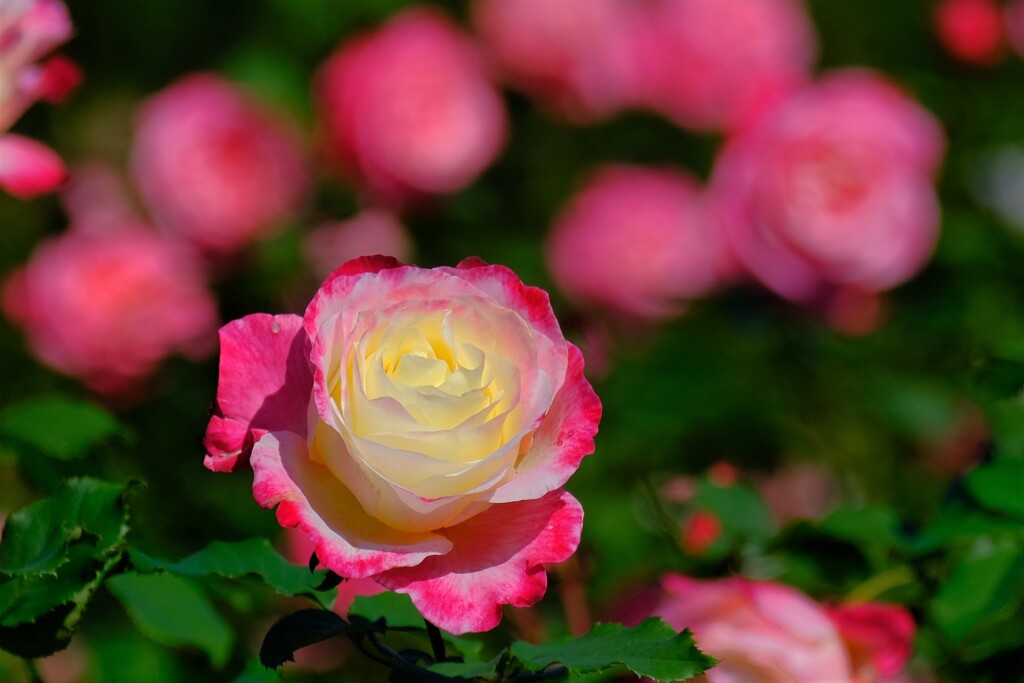 散歩の途中で。5