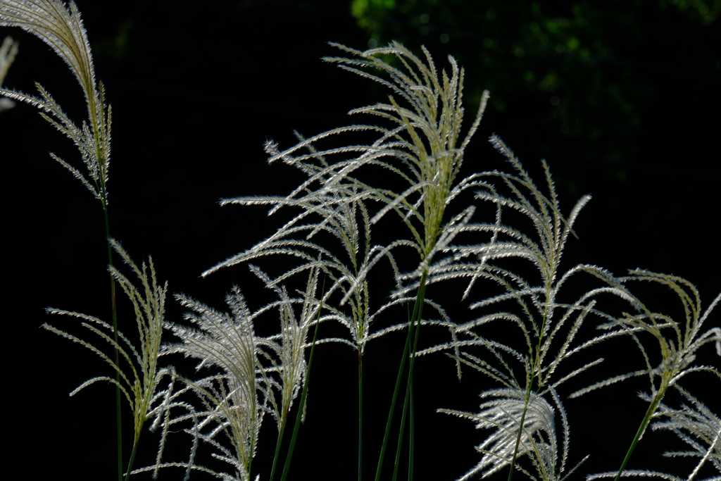 散歩の途中で。5