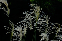 散歩の途中で。5