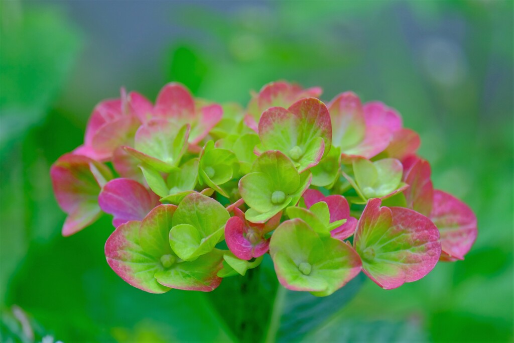 あじさい（８）