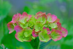 あじさい（８）