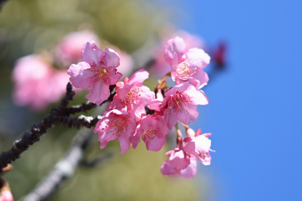 初春桜