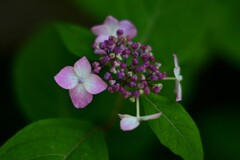 ヤマアジサイ（３）