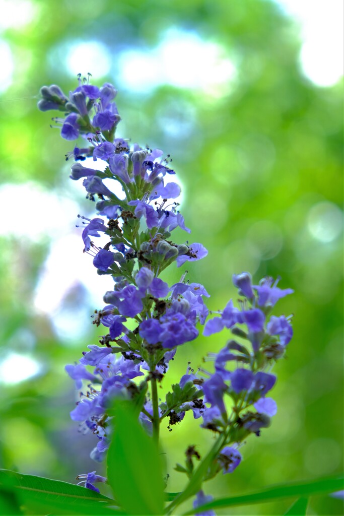 散歩の途中で。Ⅴ