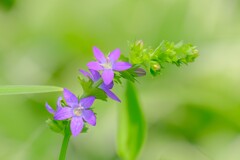 (7)散歩の途中で。8