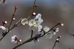 梅
