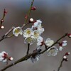 梅