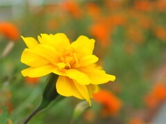 散歩の途中で。①