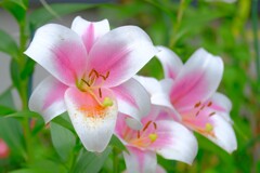 散歩の途中で。⑦