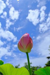 散歩の途中で。Ⅲ