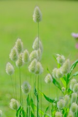 散歩の途中で。8