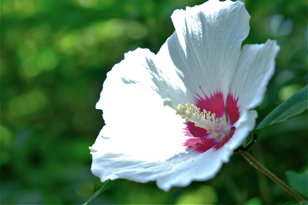 散歩の途中で。Ⅵ