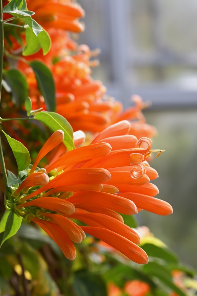 ウィキぺディア