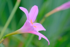 散歩の途中で。