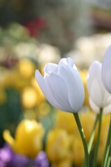 チューリップ