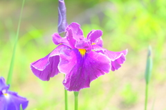 (7)散歩の途中で。6