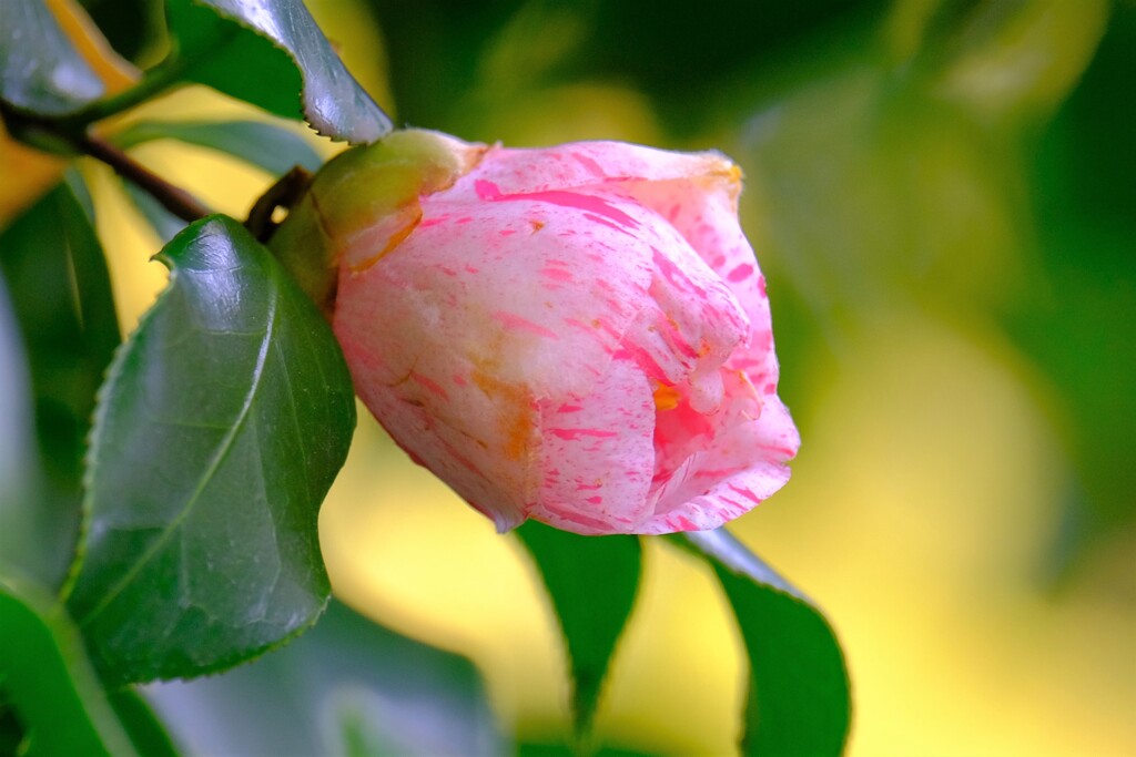 散歩の途中で、Ⅴ