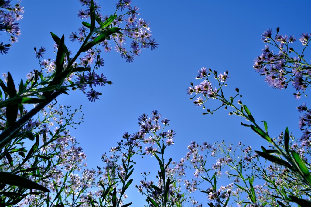 散歩の途中で。Ⅴ