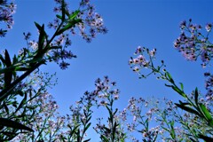 散歩の途中で。Ⅴ