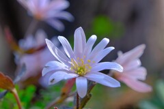 散歩の途中で。⑤