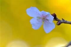 散歩の途中で。7