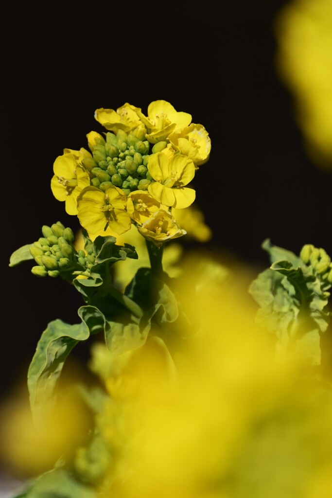 菜の花