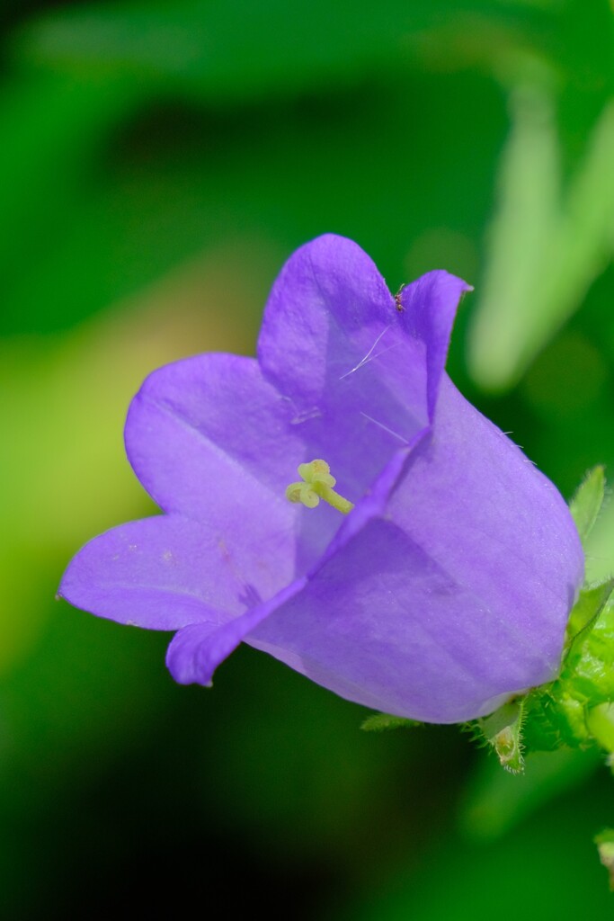 散歩の途中で。⑥