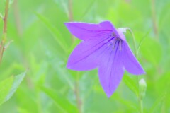 散歩の途中で。