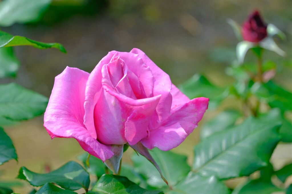 散歩の途中で。⑨