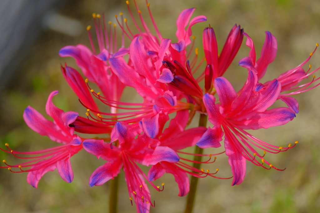 散歩の途中で。Ⅰ