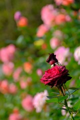 散歩の途中で、Ⅳ