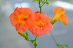 散歩の途中で。１