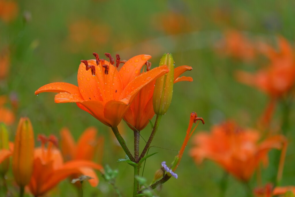 散歩の途中で。
