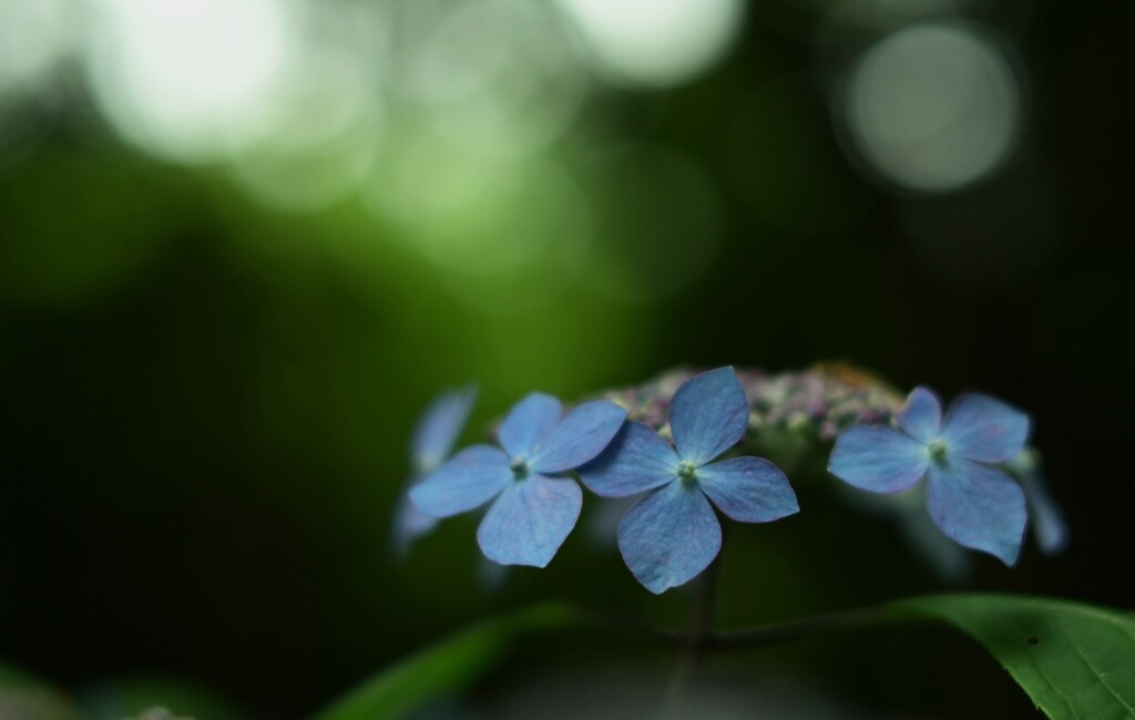 紫陽花-3